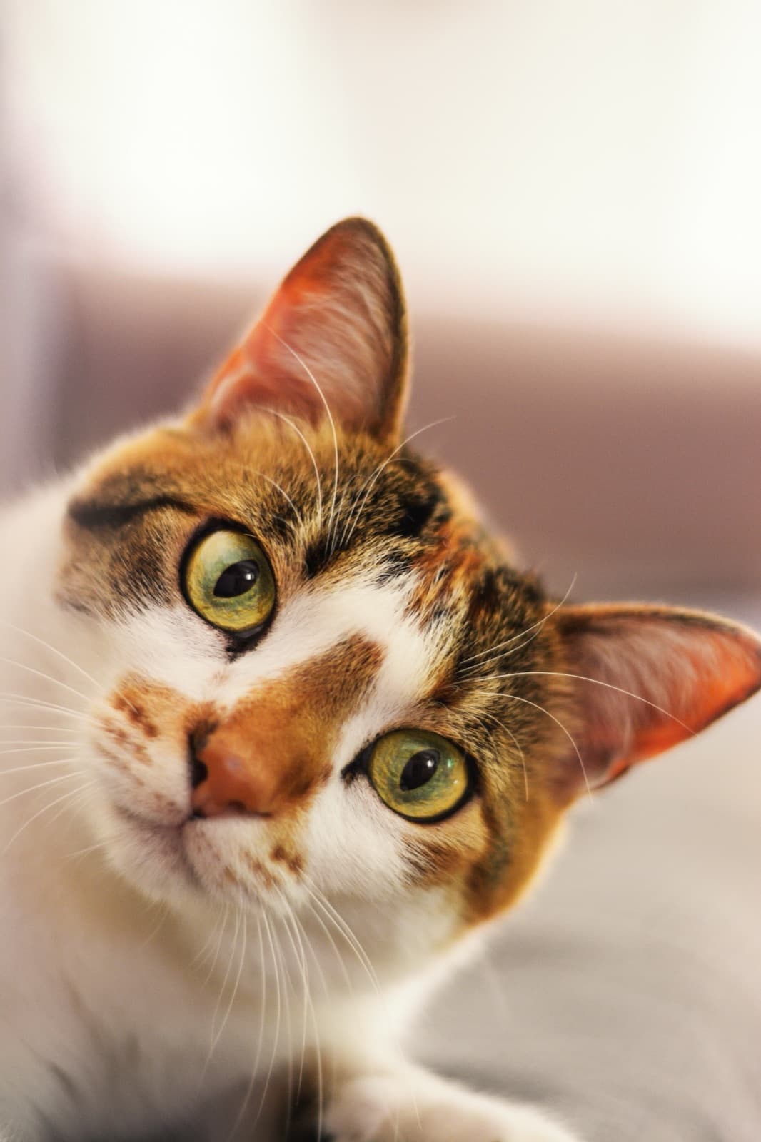 Tabby Cat reference photo